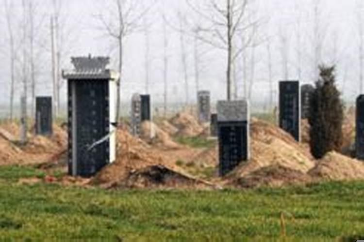 墓地上长什么树不好