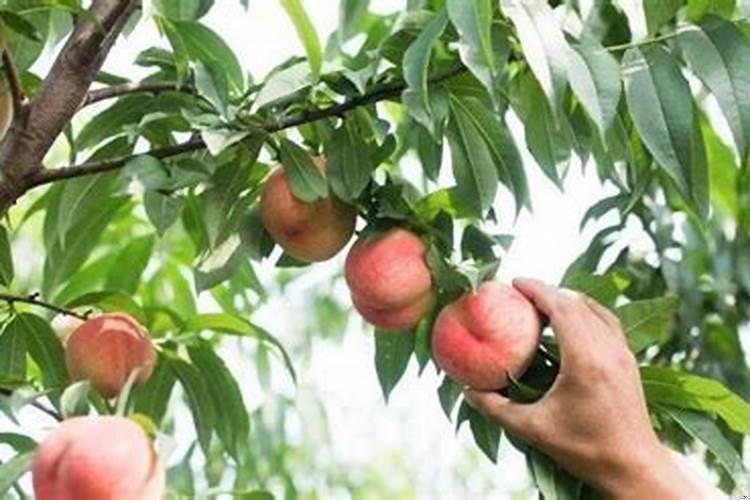 采桃子是什么寓意呢