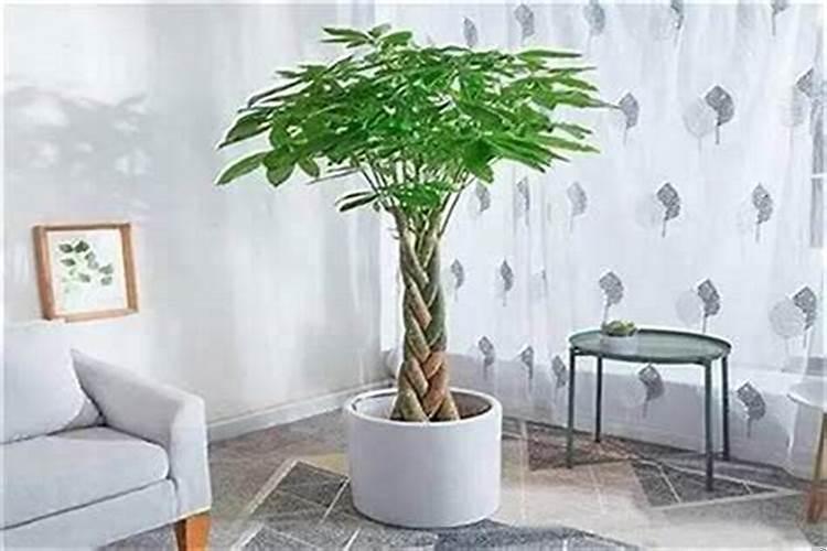 门店里放什么植物招财