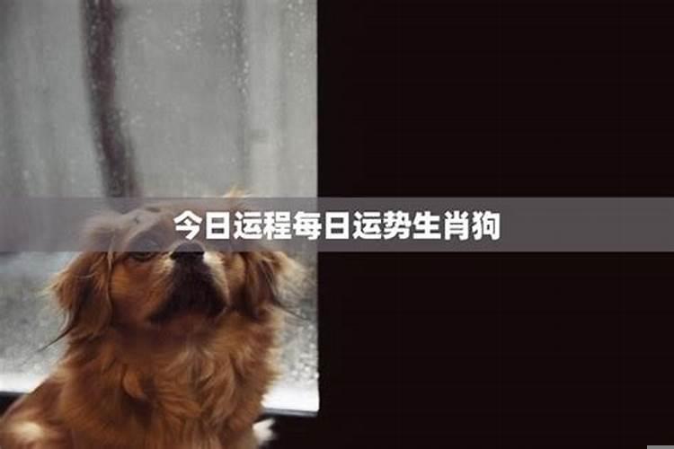 70年生肖狗今日运势