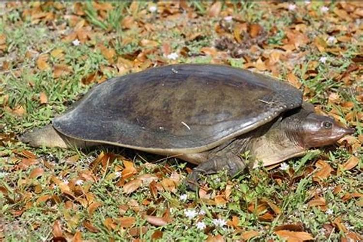 梦见被甲鱼咬手指