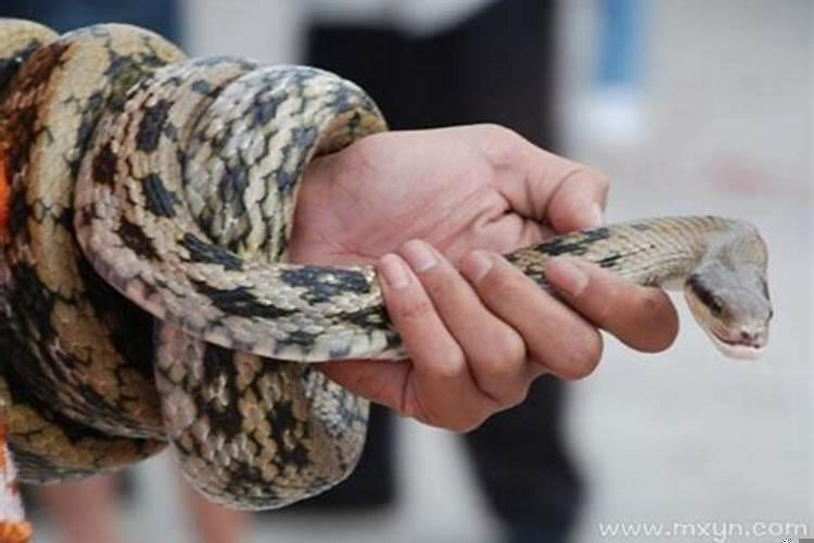 做梦梦见自己抓蛇是什么预兆