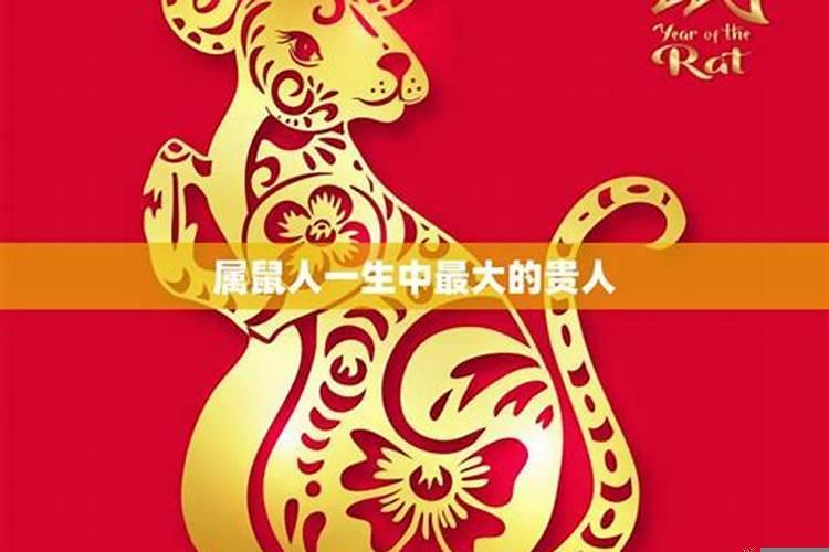 属鼠人一生的命运和运势