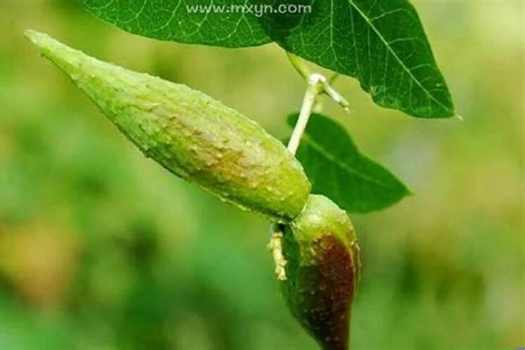 梦见棺材从马车上掉下来