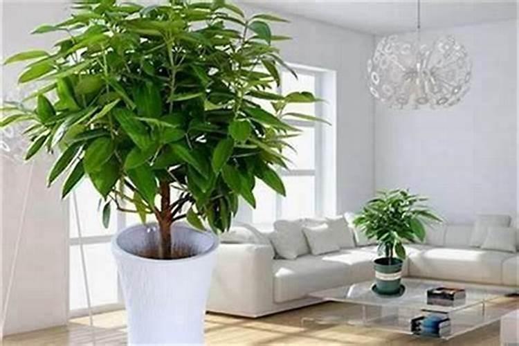 园林适合种什么树