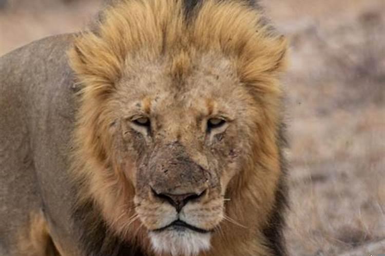 狮子座2022年的运势如何