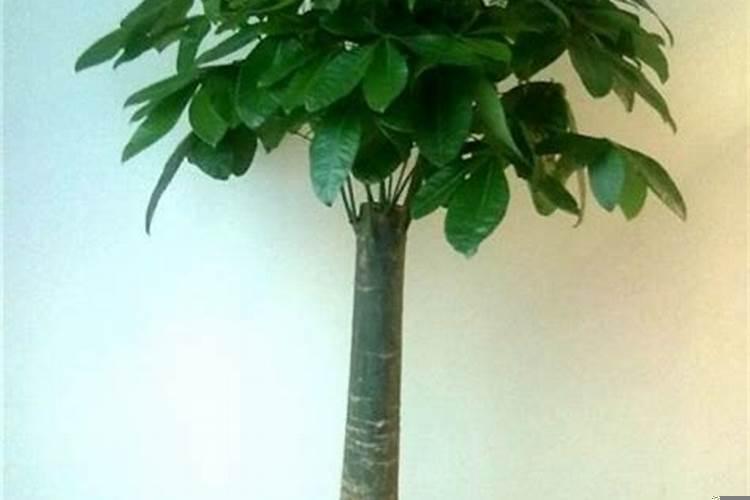 招财树摆放在哪里好