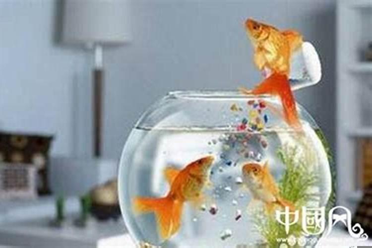 家中养风水鱼的讲究