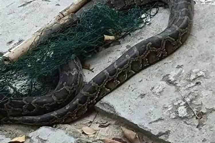 梦到大蟒蛇还有被小蛇咬