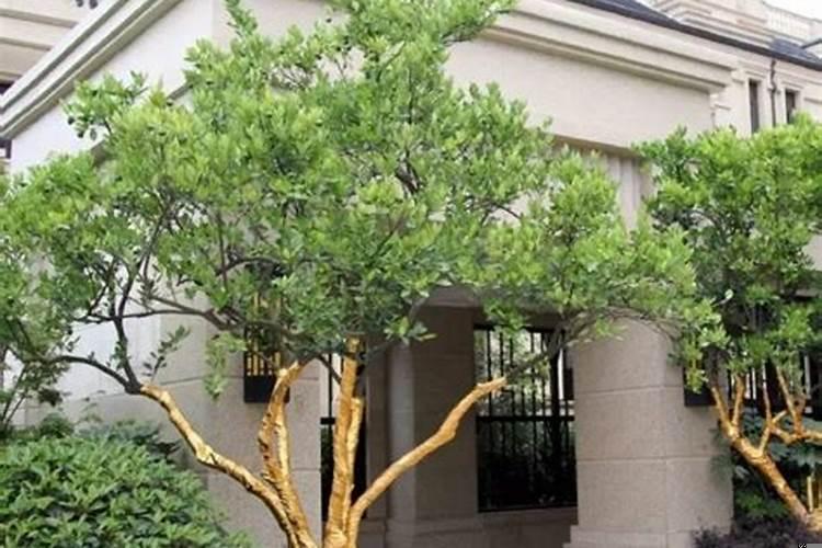 园林适合种什么树