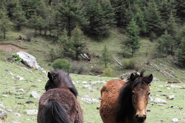 梦见鸡了是啥意思啊