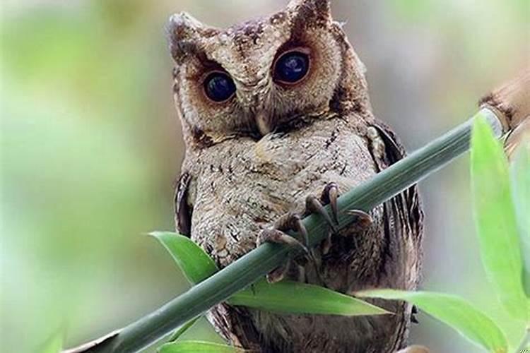 梦见脚上长个肉瘤