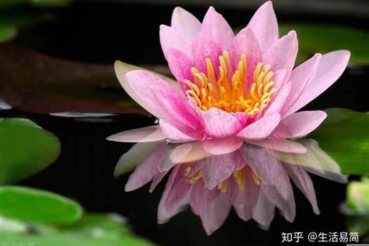 属马的什么花最旺财