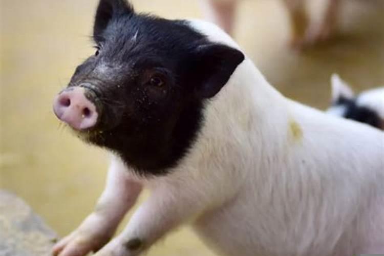 猪男与女牛配婚姻好不好