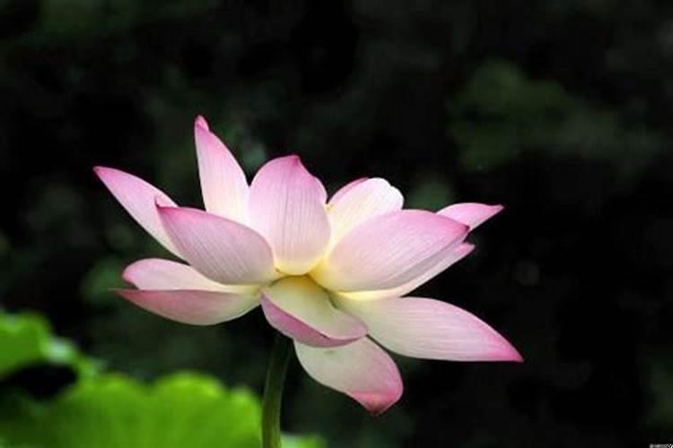 猪男与女牛配婚姻好不好