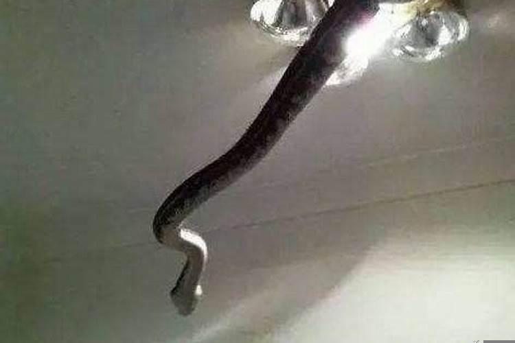 坟墓边上有蛇好吗