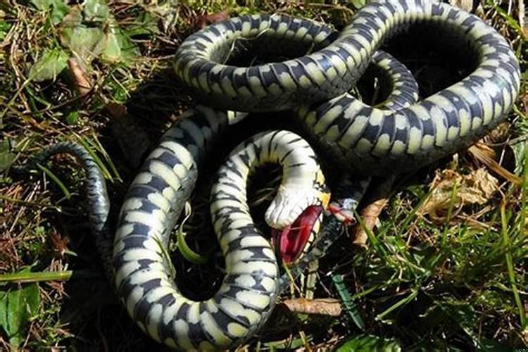 梦到蛇被自己砍成一截一截并准备煮