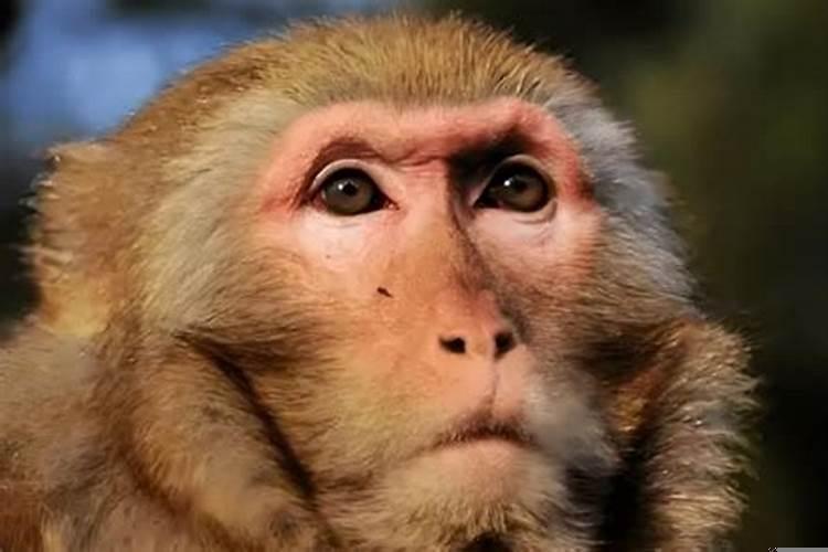 属猴的配偶最佳属相是什么