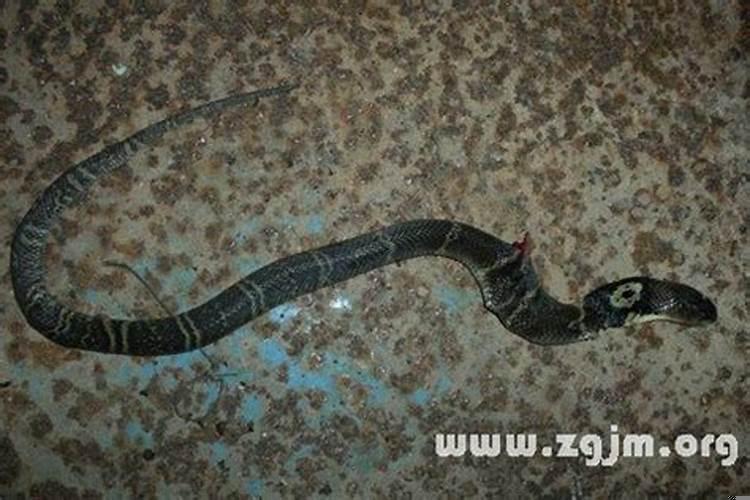 梦见大蟒蛇在树上缠着