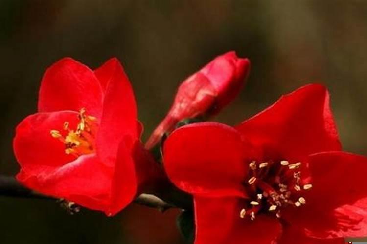 象征考试顺利的花