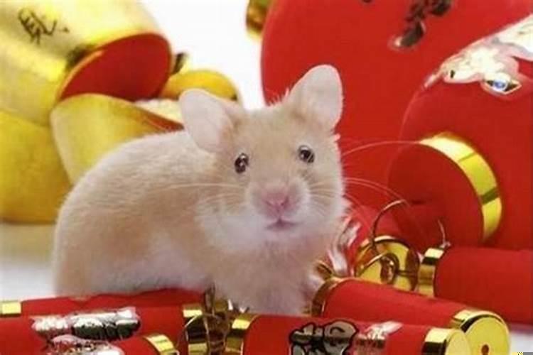 属鼠生肖和什么生肖最配