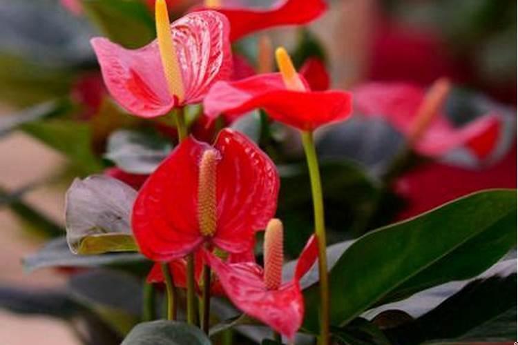 象征考试顺利的花