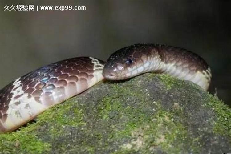 连续几天梦见蛇是什么预兆女性