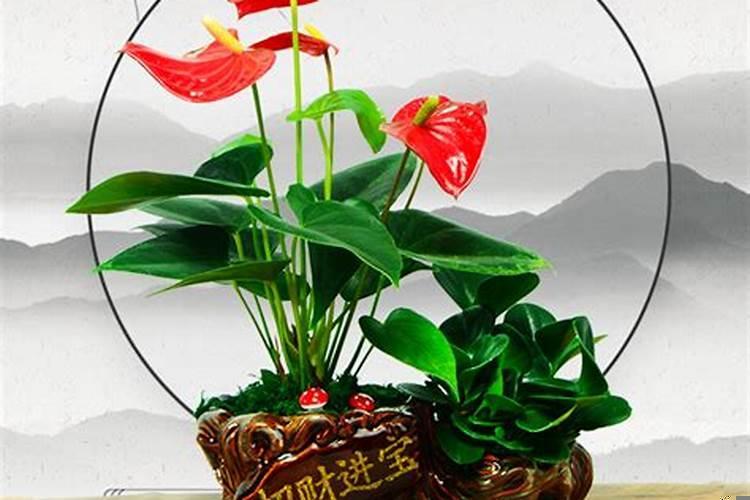 属马的什么花最旺财