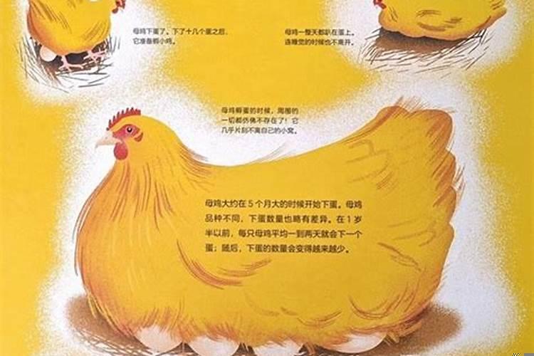 小鸡们不会知道鸡蛋的命运