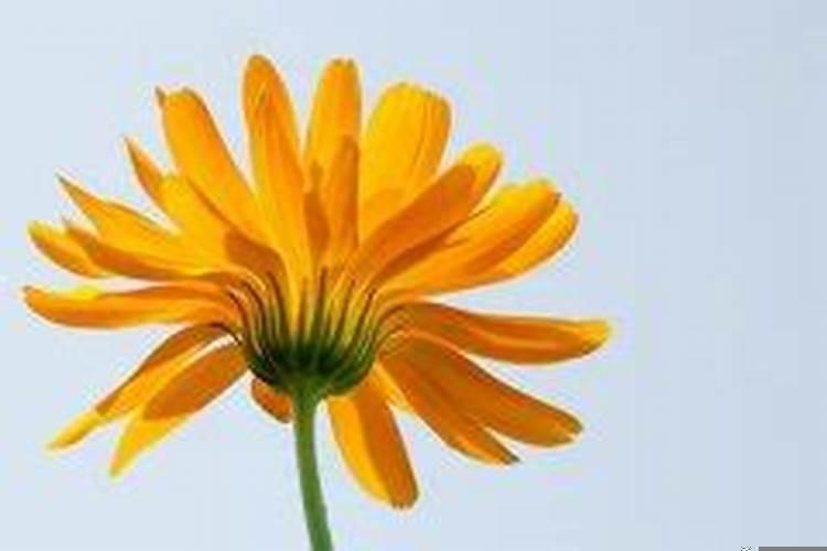 2025年农历四月十二适合结婚吗