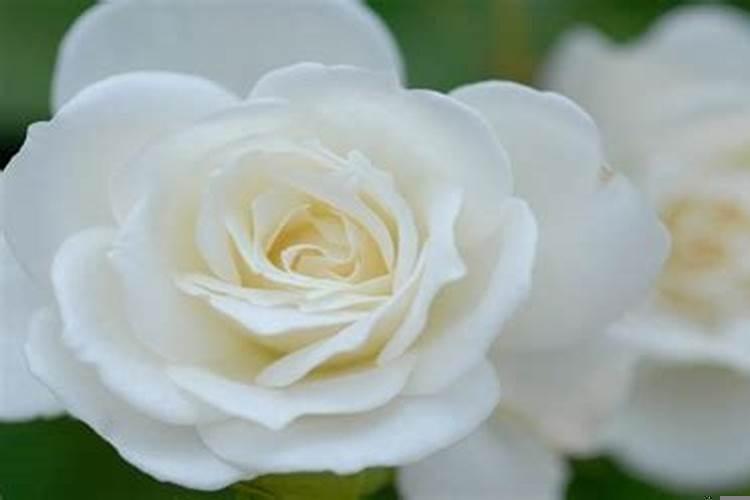 梦见蛇是怀孕嘛