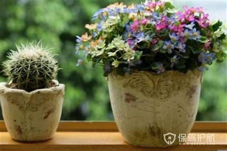 家里哪些花不能养风水