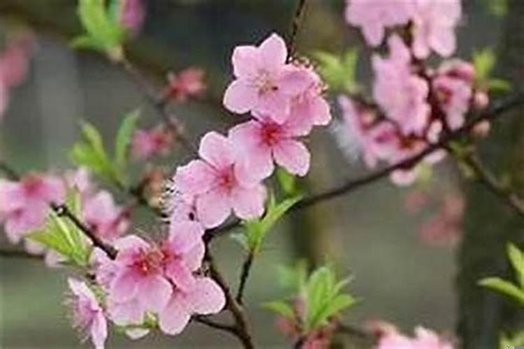 用风水怎样彻底化解烂桃花？如何破解不好的运势和桃花