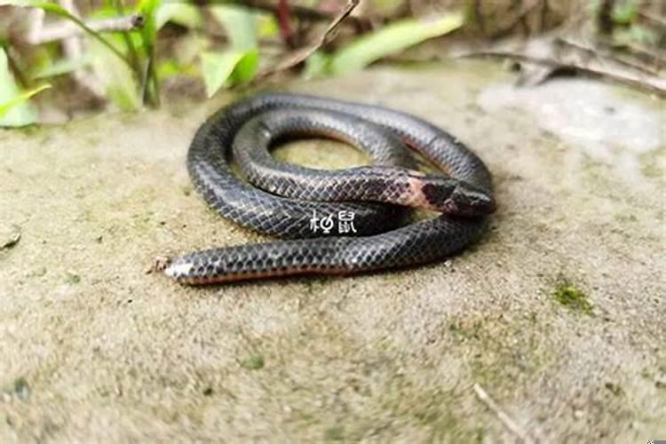 孕妇梦见黑蛇什么寓意解梦