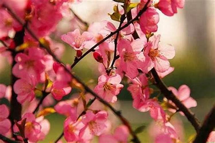 命犯桃花的犯是什么意思？用夫妻合符注意事项