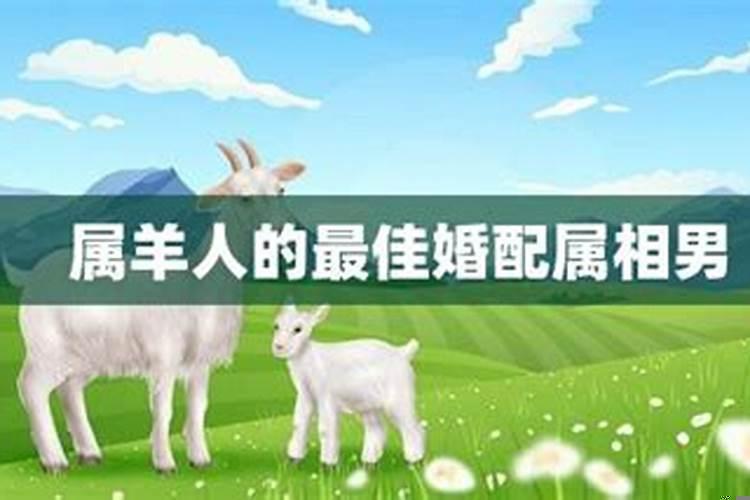 79属羊女最佳婚配对象