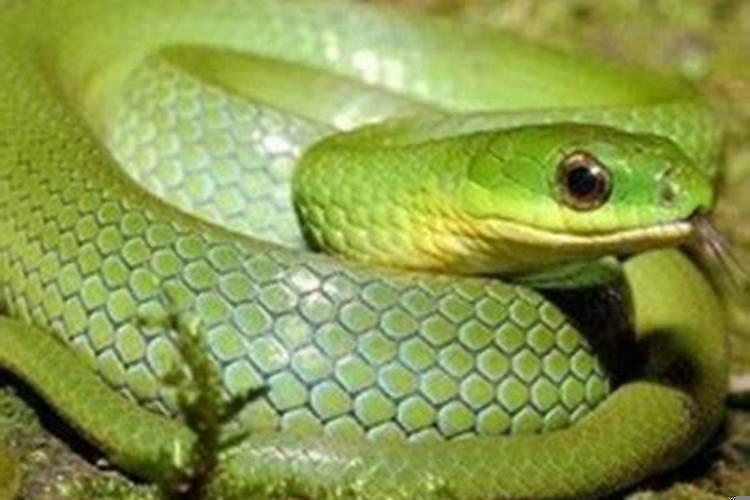 梦见蛇是怀孕嘛