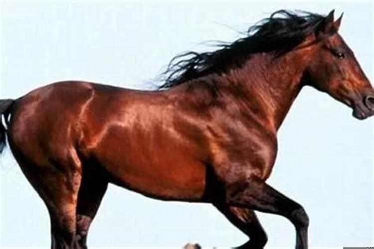 1990年属马的犯月是哪几个月