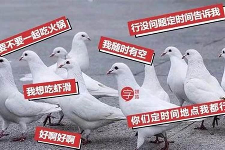 最爱放鸽子的人是什么意思