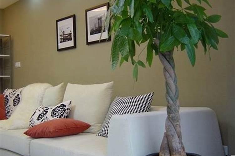 关于室内植物摆放风水的观点