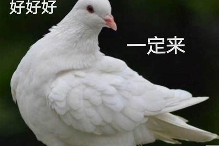 最爱放鸽子的人是什么意思