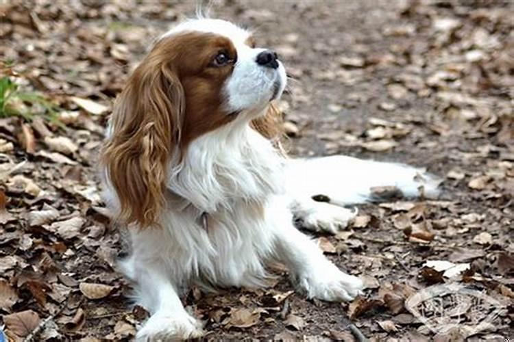 属狗人性格特征