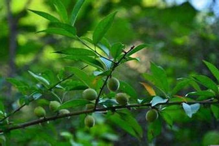 火命和石榴木命相克吗?男石榴木和女炉中火命配吗