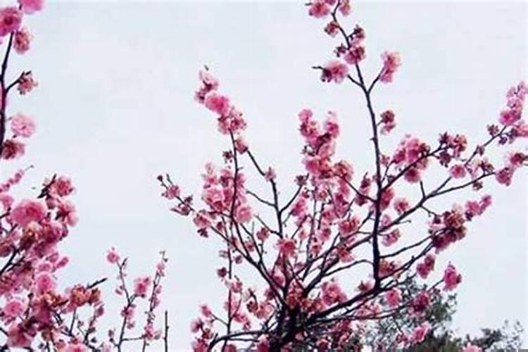 怎样防止男人招桃花？男人养什么花招桃花运