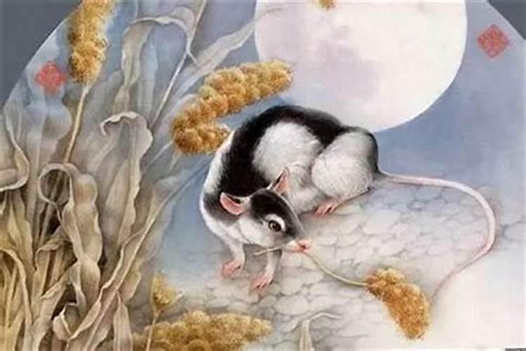 我知道的十二生肖有 属鼠的人几月出生最好呢？