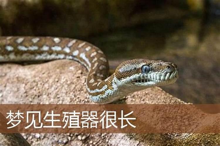 梦见别人的生殖很大很长自己的很小