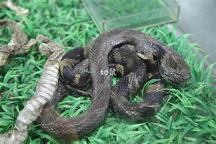 孕妇梦见黑蛇什么寓意解梦