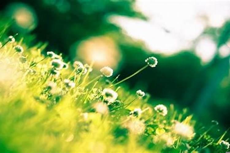 生肖蛇一生的财运运势