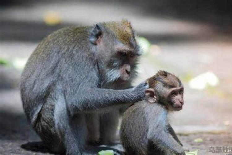 92年属猴女晚婚有多晚？92年属猴买房风水楼层
