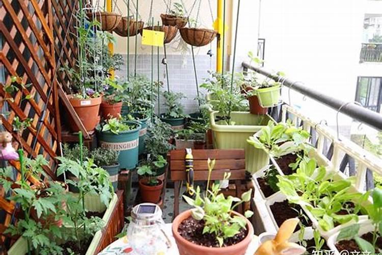 楼房阳台种什么菜好